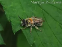 Roodgatje [Andrena haemorrhoa]